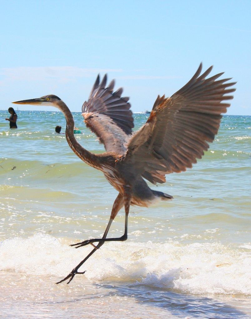 Heron_VistorontheBeach